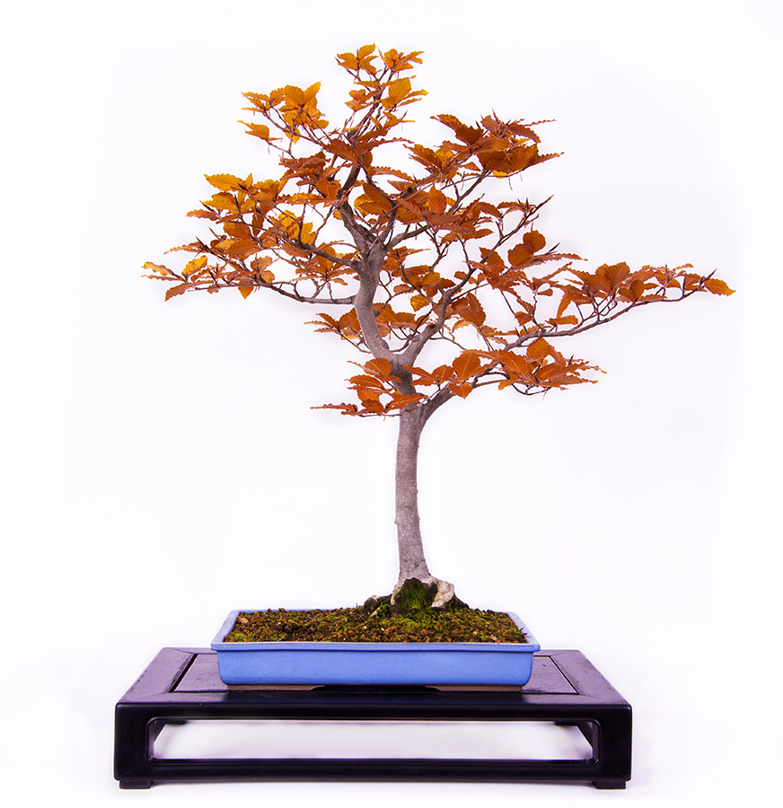 Detail Bonsai Acer Palmatum Kiyohime Nomer 18