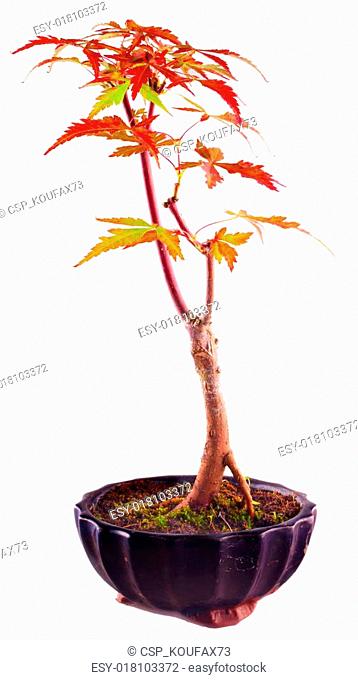 Detail Bonsai Acer Palmatum Kiyohime Nomer 4