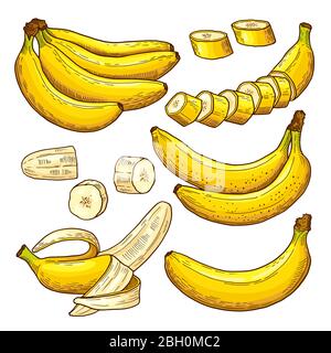 Detail Gambar 2dimensi Pisang Nomer 10