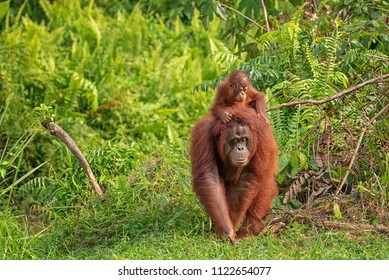 Detail Gambar 3d Orang Hutan Nomer 21