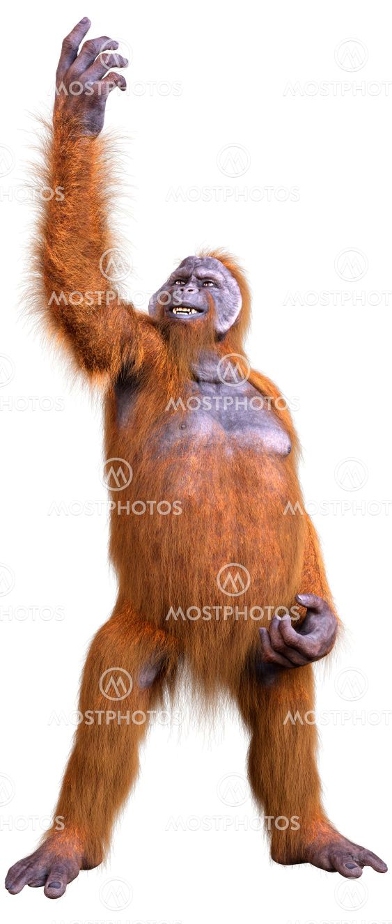 Detail Gambar 3d Orang Utan Nomer 19