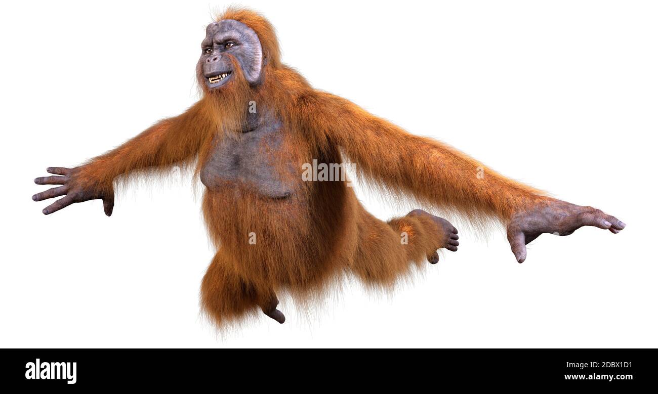 Detail Gambar 3d Orang Utan Nomer 53