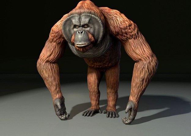 Detail Gambar 3d Orang Utan Nomer 58