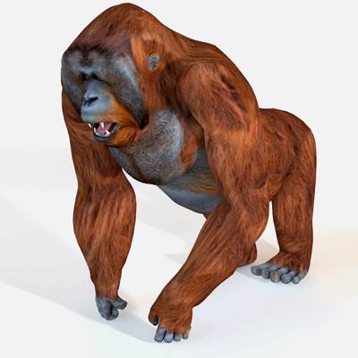 Detail Gambar 3d Orang Utan Nomer 9