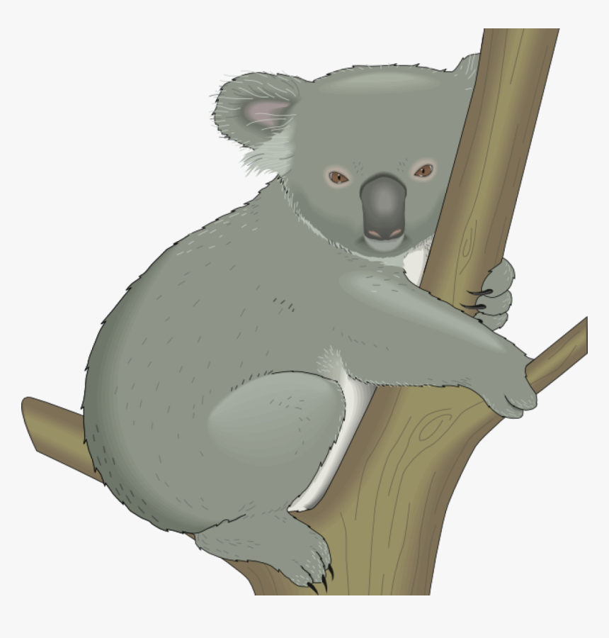 Detail Koala Bilder Nomer 8
