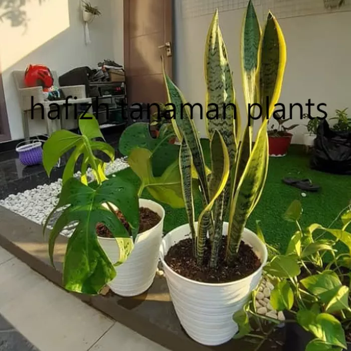 Detail Bunga Dalam Pot Besar Nomer 37