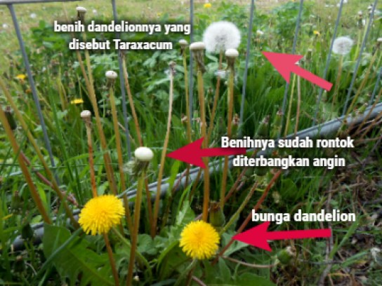 Detail Bunga Dandelion Di Indonesia Nomer 25