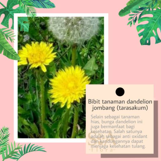 Detail Bunga Dandelion Di Indonesia Nomer 28