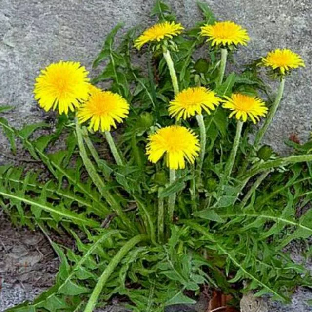 Detail Bunga Dandelion Kuning Nomer 36