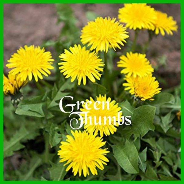 Detail Bunga Dandelion Kuning Nomer 38