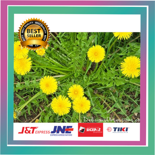 Detail Bunga Dandelion Kuning Nomer 55