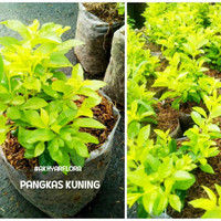 Detail Bunga Daun Hijau Kuning Nomer 37