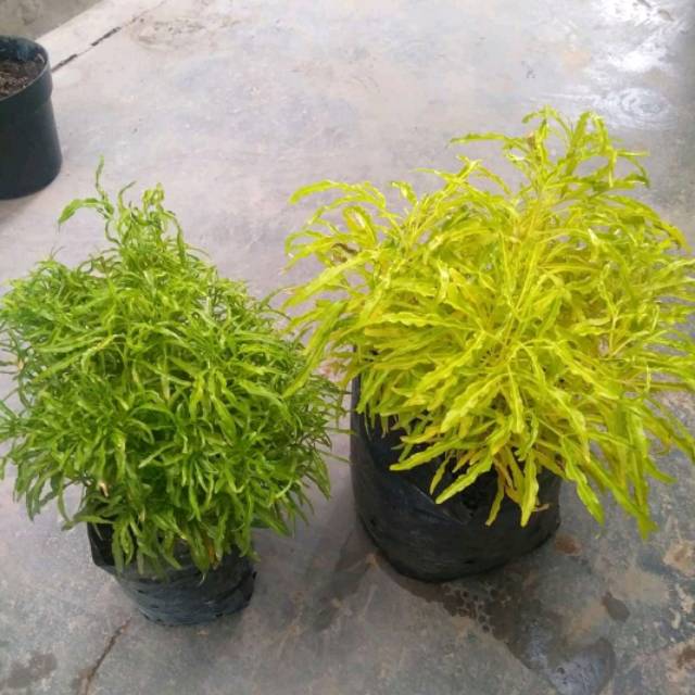 Detail Bunga Daun Hijau Kuning Nomer 10