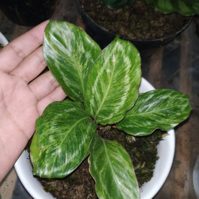 Detail Bunga Daun Hijau Putih Nomer 38