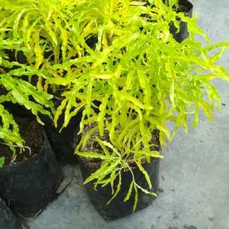 Detail Bunga Daun Kuning Hijau Nomer 31