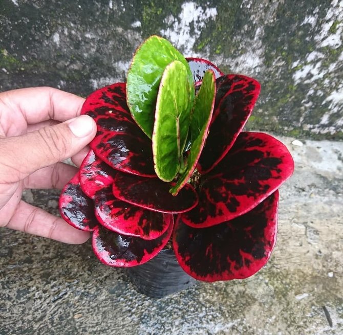 Detail Bunga Daun Merah Nomer 18