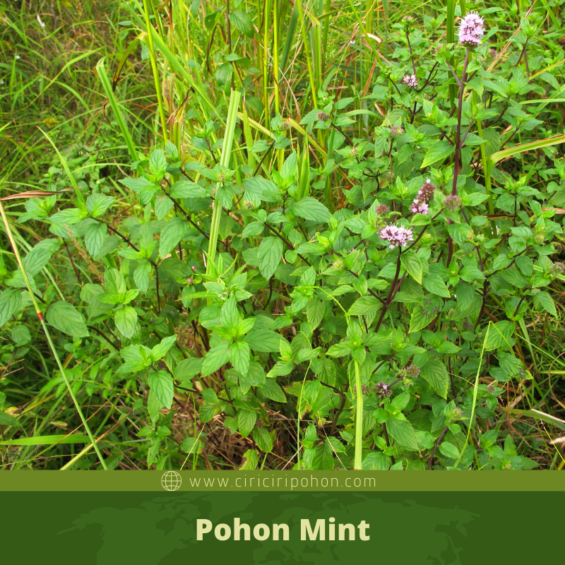 Detail Bunga Daun Mint Liar Nomer 5
