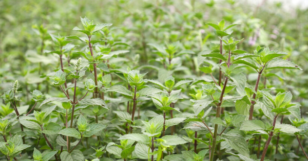 Detail Bunga Daun Mint Liar Nomer 9