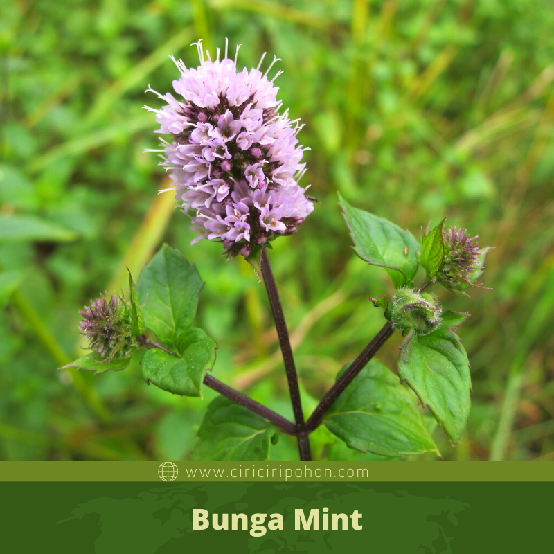 Detail Bunga Daun Mint Liar Nomer 10