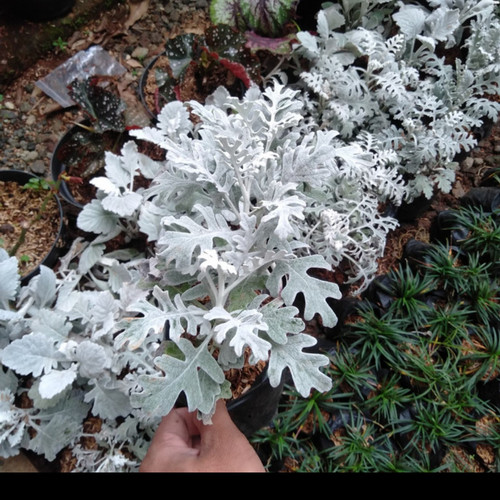 Detail Bunga Daun Perak Nomer 12