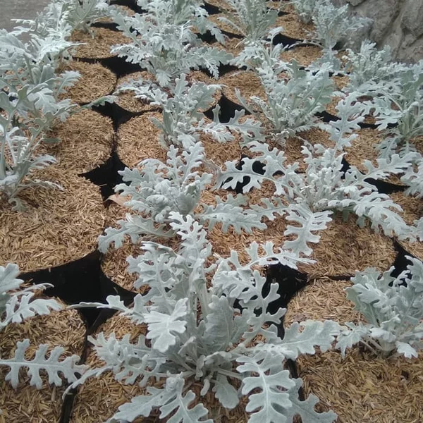 Detail Bunga Daun Perak Nomer 16