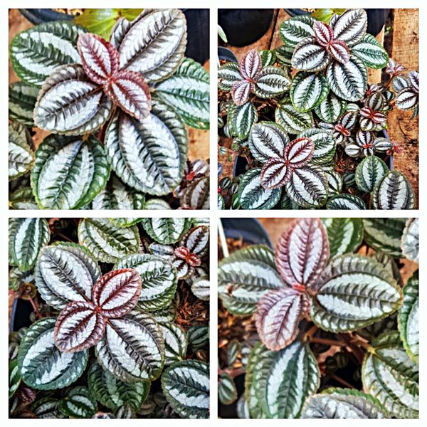 Detail Bunga Daun Perak Nomer 17
