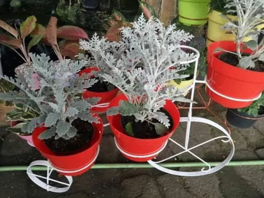 Detail Bunga Daun Perak Nomer 19