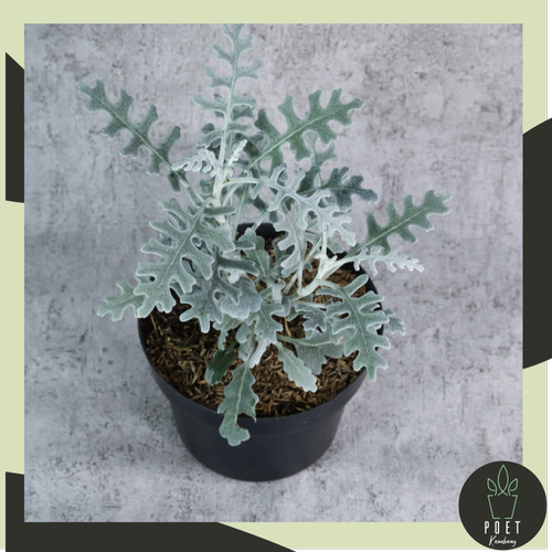 Detail Bunga Daun Perak Nomer 31