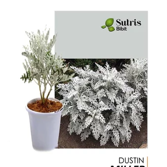 Detail Bunga Daun Perak Nomer 40