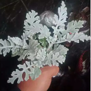 Detail Bunga Daun Perak Nomer 42