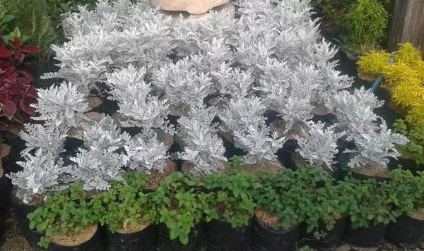 Detail Bunga Daun Perak Nomer 44