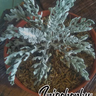 Detail Bunga Daun Perak Nomer 45