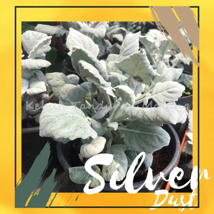 Detail Bunga Daun Perak Nomer 50