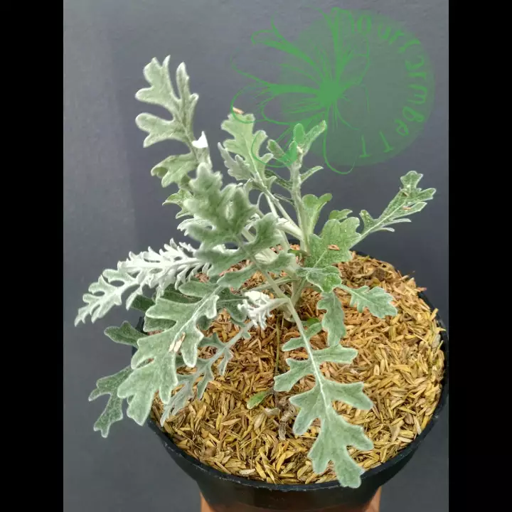 Detail Bunga Daun Perak Nomer 51