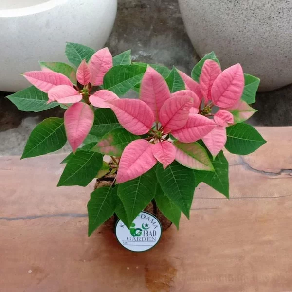 Detail Bunga Daun Pink Nomer 11