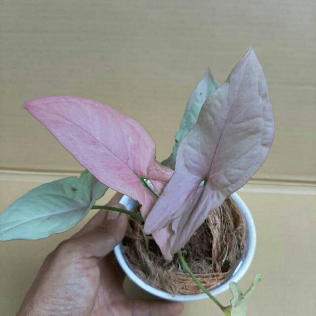 Detail Bunga Daun Pink Nomer 16