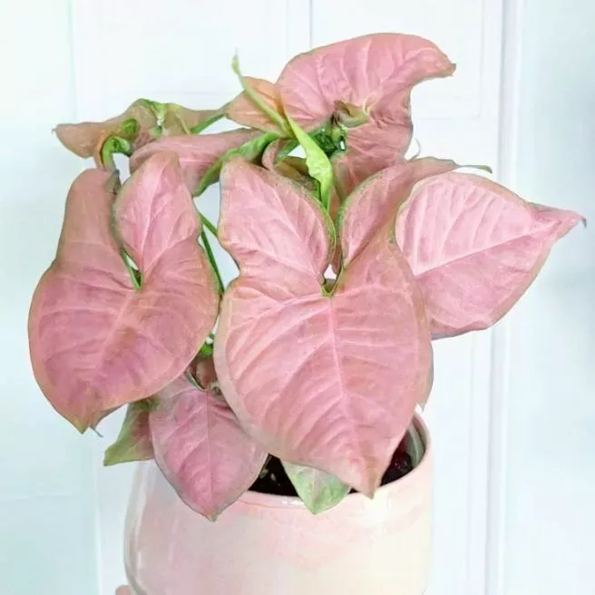 Detail Bunga Daun Pink Nomer 50