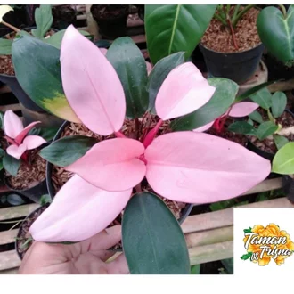 Detail Bunga Daun Pink Nomer 51