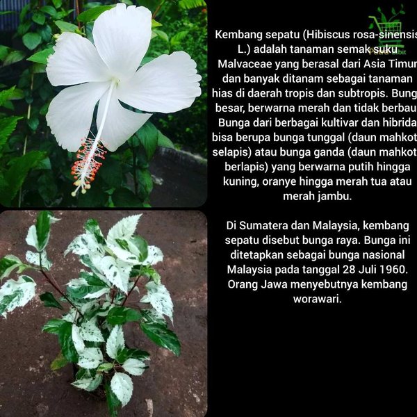 Detail Bunga Daun Putih Nomer 13