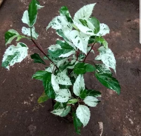 Detail Bunga Daun Putih Nomer 14