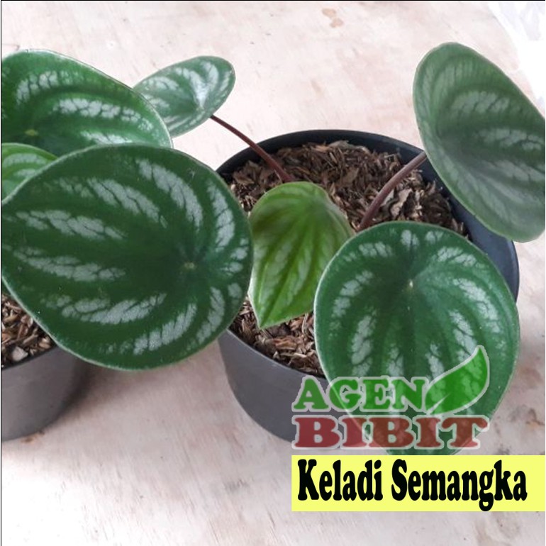 Detail Bunga Daun Semangka Nomer 21