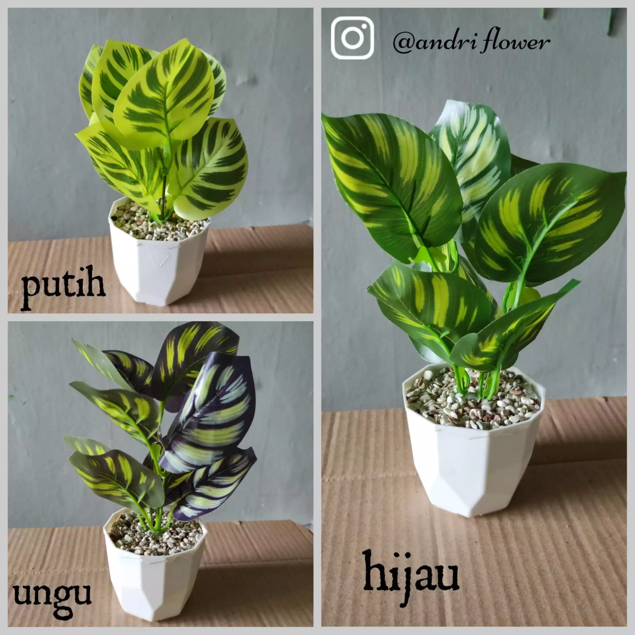 Detail Bunga Daun Semangka Nomer 23
