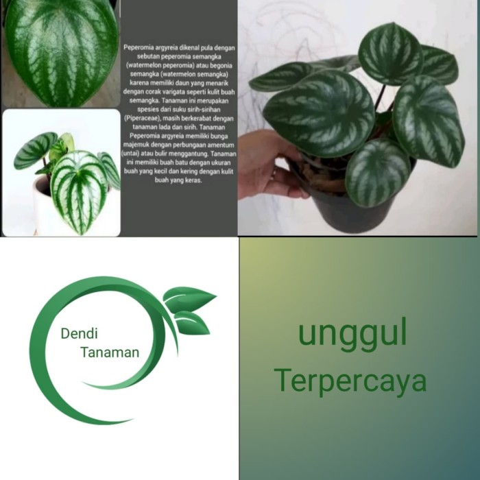 Detail Bunga Daun Semangka Nomer 28