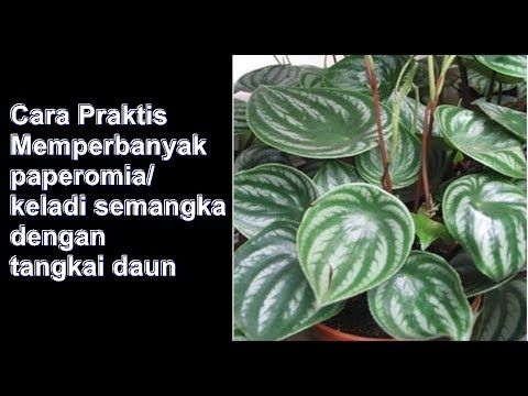 Detail Bunga Daun Semangka Nomer 42