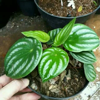 Detail Bunga Daun Semangka Nomer 54