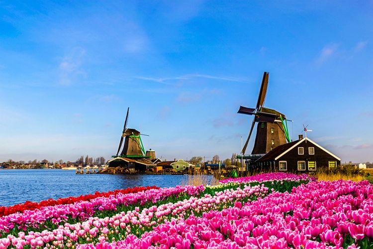 Bunga Di Belanda - KibrisPDR
