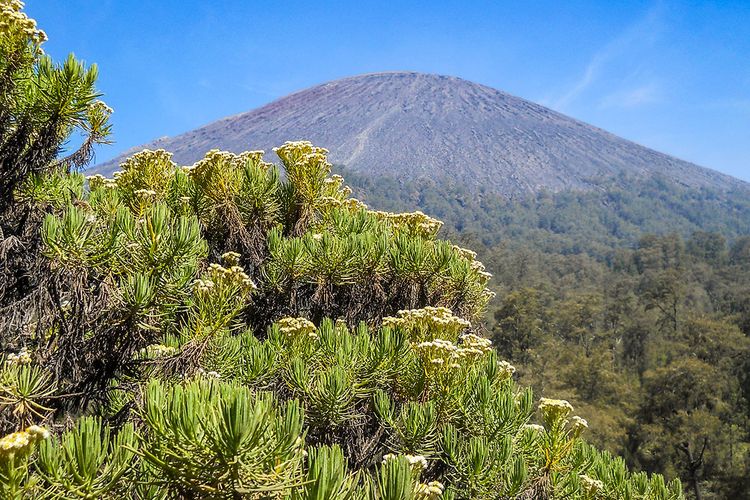 Detail Bunga Di Gunung Nomer 23