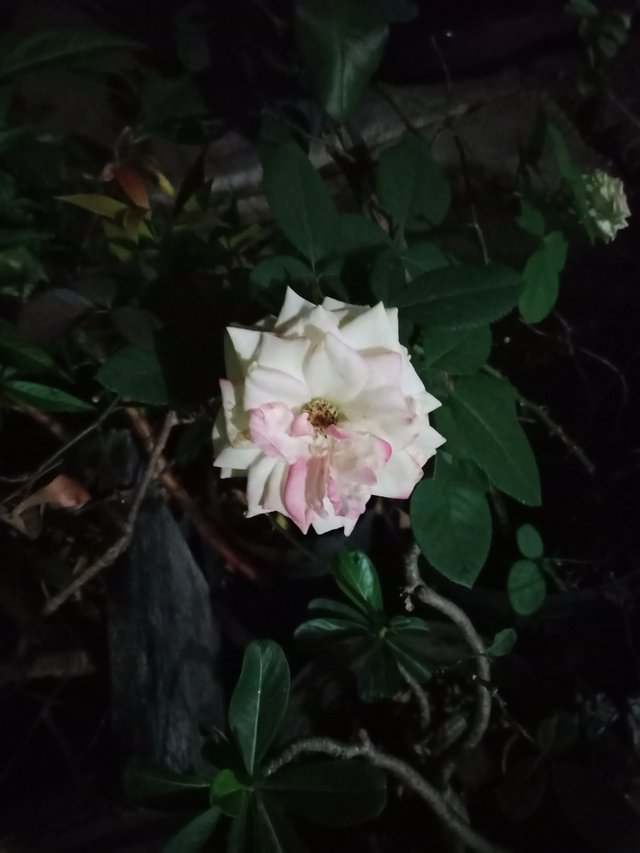 Detail Bunga Di Malam Itu Nomer 43