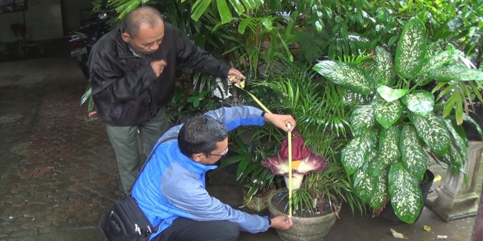 Detail Bunga Di Pekarangan Rumah Nomer 35