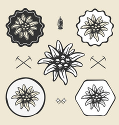 Detail Bunga Edelweis Vector Nomer 34